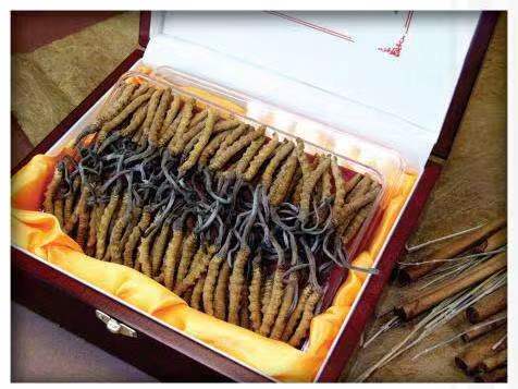 礼纪镇冬虫夏草回收